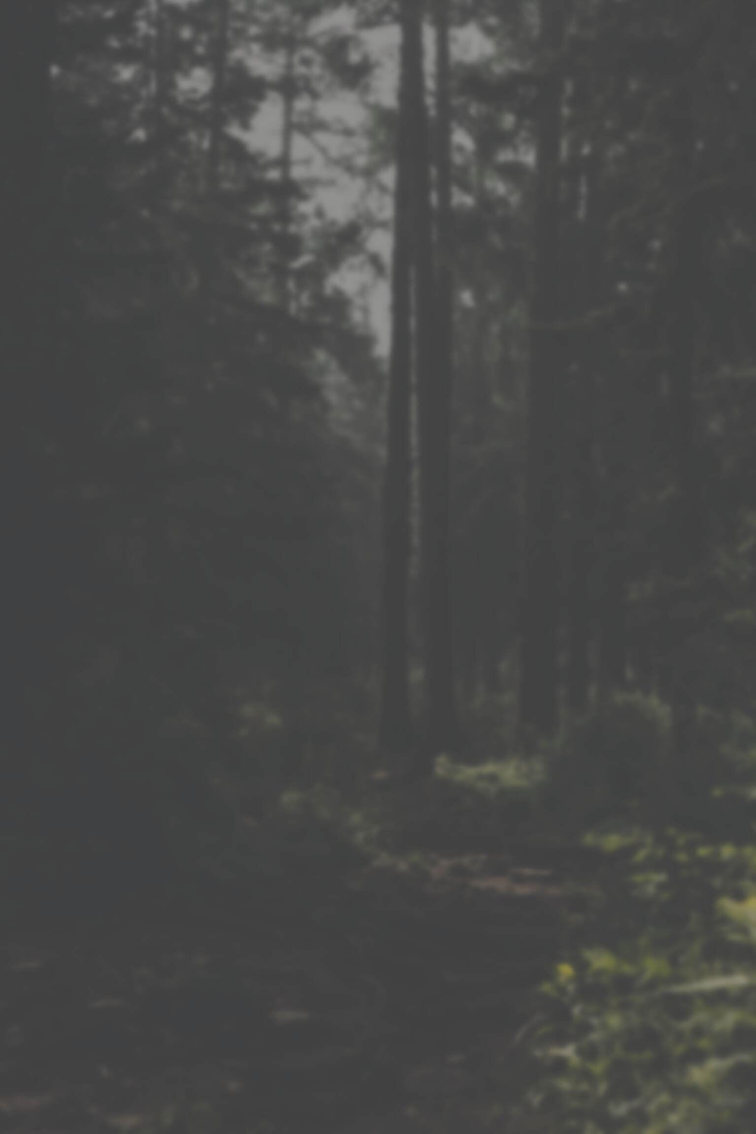 A misty forest path between tall trees