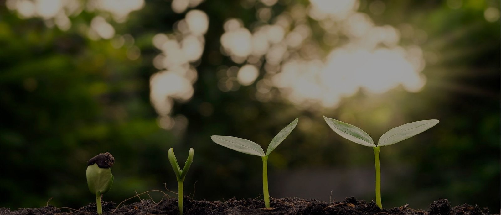 Seedlings at stages of growth in soil, lit by sunlight through trees