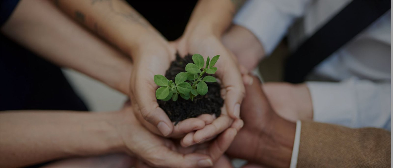 Many hands together holding a young green seedling in soil