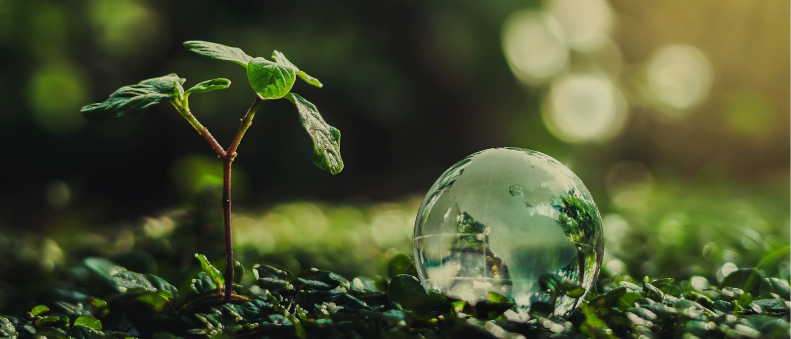 A young seedling beside a glass globe resting on green leaves
